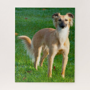Langhaar Whippet Hunde Puzzles.
