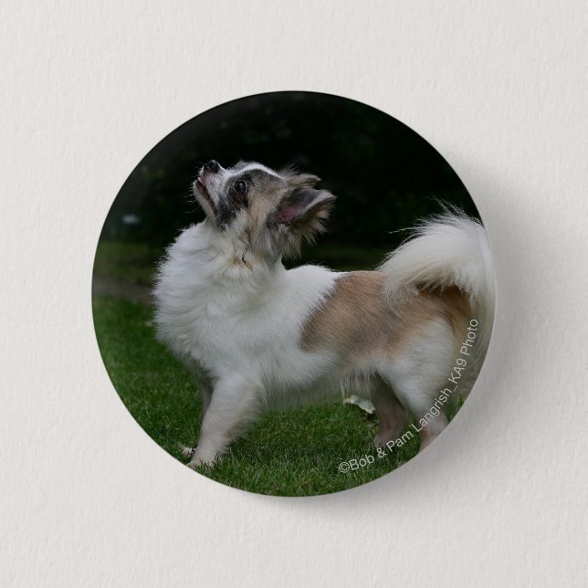 Langhaarige Chihuahua, die Kamera betrachten Button (Vorderseite)