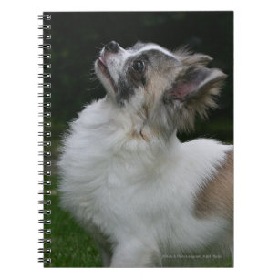 Langhaarige Chihuahua, die Kamera betrachten Notizblock