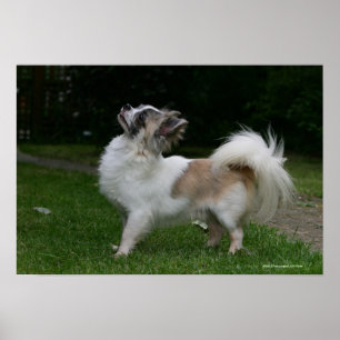 Langhaarige Chihuahua, die Kamera betrachten Poster
