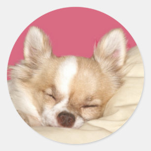 Langhaarige Chihuahua Runder Aufkleber