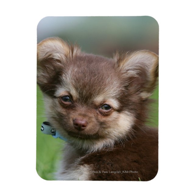 Langhaarige Chihuahua-Welpe mit Blick auf die Kame Magnet (Vertikal)