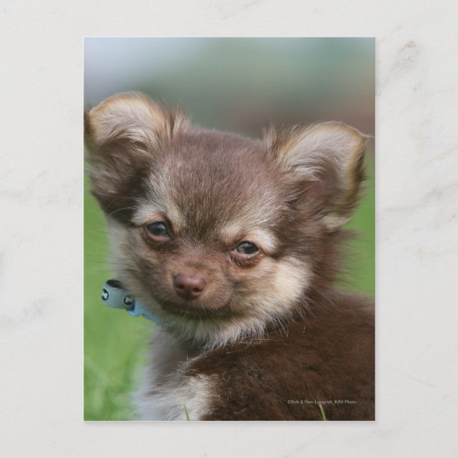 Langhaarige Chihuahua-Welpe mit Blick auf die Kame Postkarte (Vorderseite)