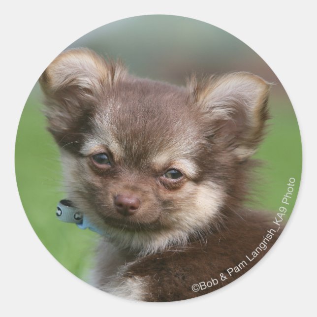 Langhaarige Chihuahua-Welpe mit Blick auf die Kame Runder Aufkleber (Vorderseite)