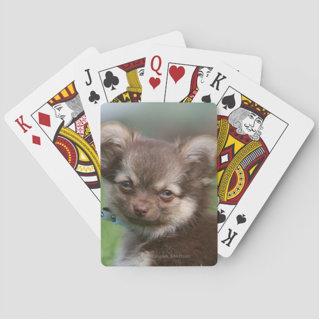 Langhaarige Chihuahua-Welpe mit Blick auf die Kame Spielkarten (Rückseite)