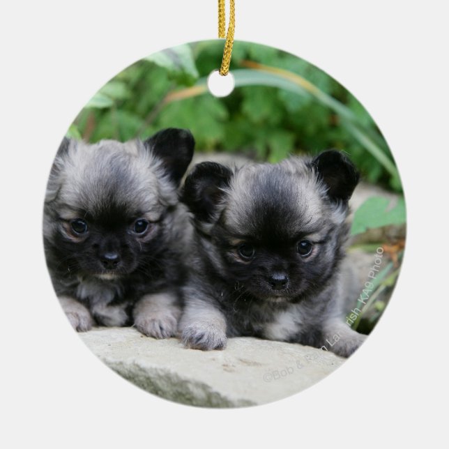 Langhaarige Chihuahua-Welpen Keramikornament (Vorne)