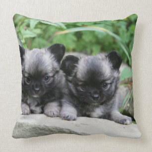 Langhaarige Chihuahua-Welpen Kissen