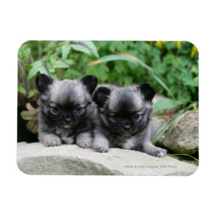 Langhaarige Chihuahua-Welpen Magnet