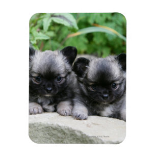 Langhaarige Chihuahua-Welpen Magnet