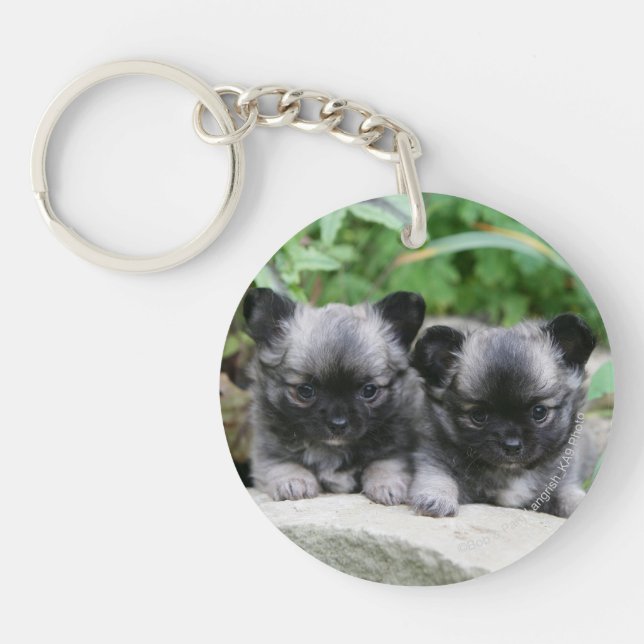 Langhaarige Chihuahua-Welpen Schlüsselanhänger (Vorderseite)