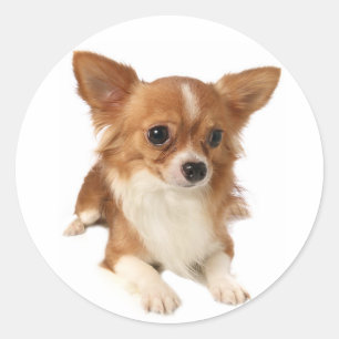 Langhaarige Chihuahua-Welpenhühner / Siegel Runder Aufkleber