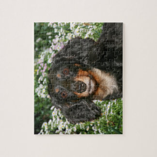 Langhaarige Dackel