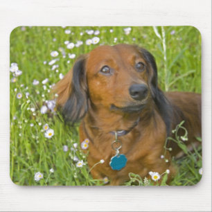 langhaarige Dackel Mousepad