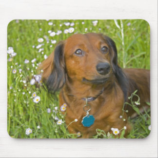 langhaarige Dackel Mousepad