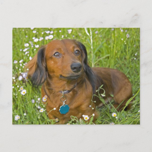 langhaarige Dackel Postkarte (Vorderseite)