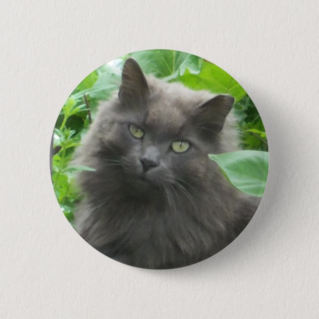 Langhaarige graue Russische blaue Katze Button (Vorderseite)