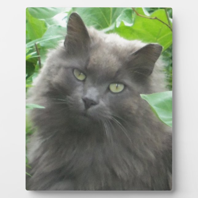 Langhaarige graue Russische blaue Katze Fotoplatte (Vorderseite)