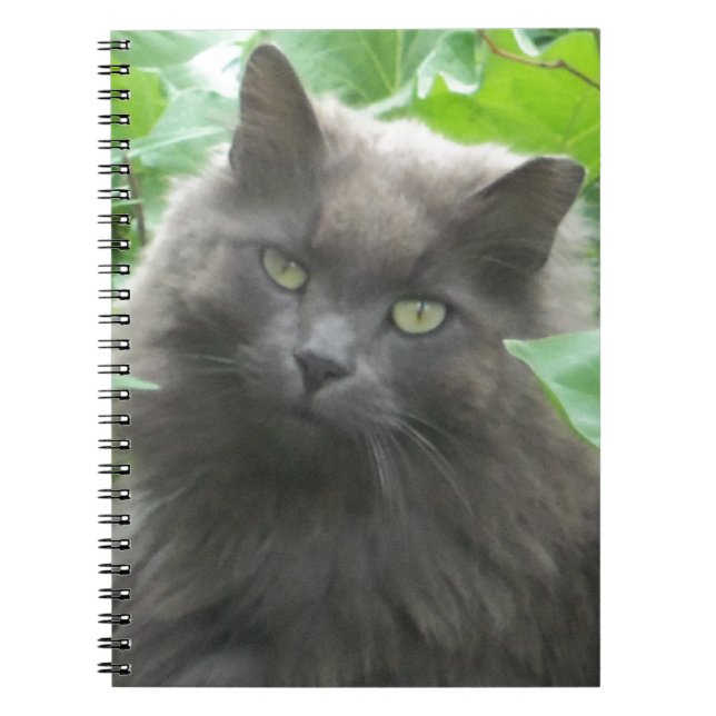 Langhaarige graue Russische blaue Katze Notizblock (Vorderseite)