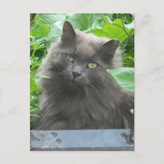 Langhaarige graue Russische blaue Katze Postkarte (Vorderseite)