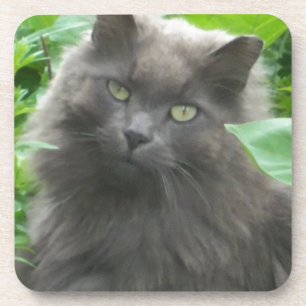 Langhaarige graue Russische blaue Katze Untersetzer