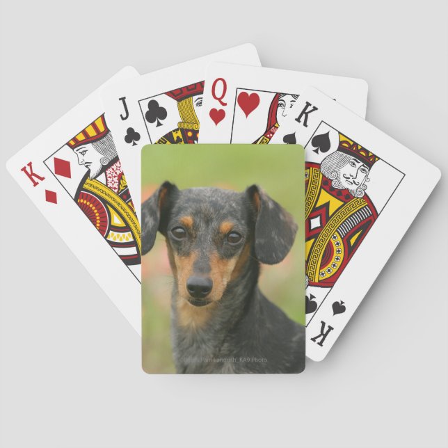 Langhaarige Miniatur-Dackel-Welpe Spielkarten (Rückseite)
