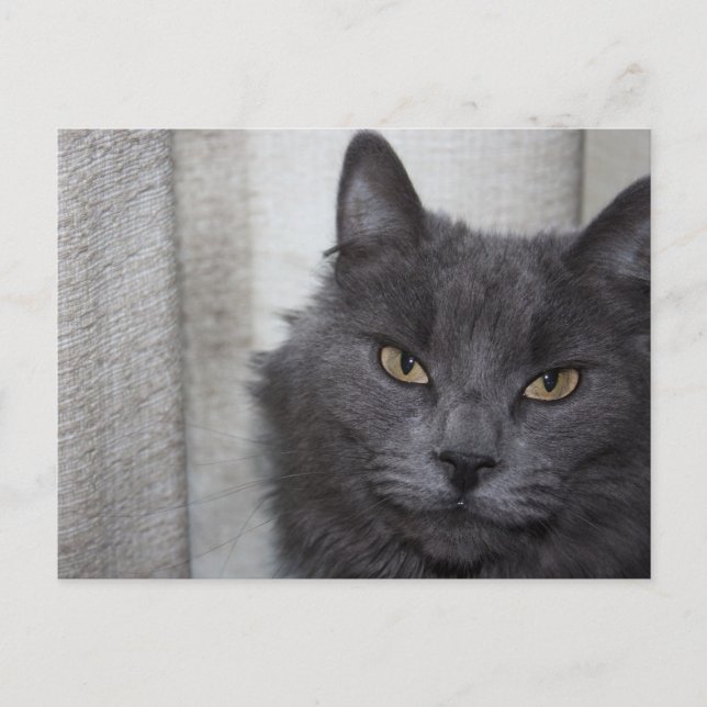 Langhaarige Russische Blaue Katze Postkarte (Vorderseite)