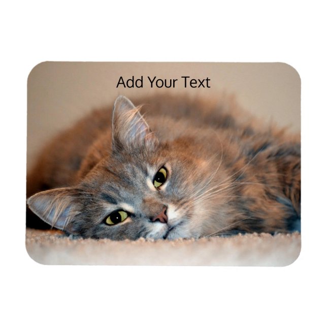 Langhaarige Russische Blaue Katze von Shirley Tayl Magnet (Horizontal)