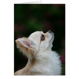 Langhaariger Chihuahua-Headshot 2