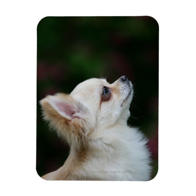 Langhaariger Chihuahua-Headshot 2 Magnet (Vertikal)