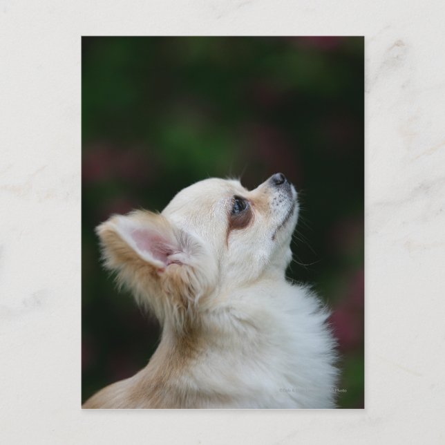 Langhaariger Chihuahua-Headshot 2 Postkarte (Vorderseite)