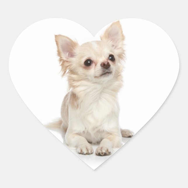 Langhaariger Chihuahua-Heart-Sticker Herz-Aufkleber (Vorderseite)