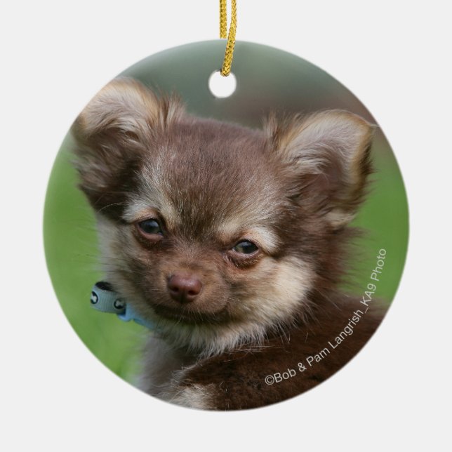 Langhaariger Chihuahua-Welpe, der Kamera Keramik Ornament (Vorne)