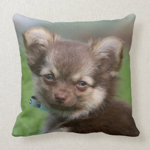 Langhaariger Chihuahua-Welpe, der Kamera Kissen