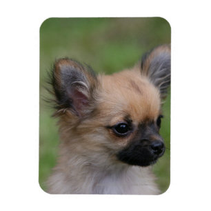 Langhaariger Chihuahua-Welpe, der Kamera Magnet
