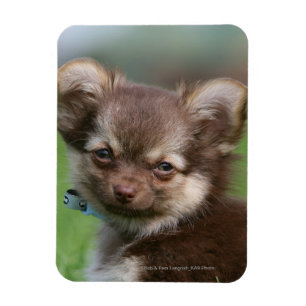 Langhaariger Chihuahua-Welpe, der Kamera Magnet