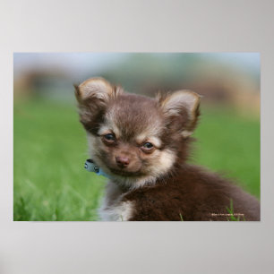 Langhaariger Chihuahua-Welpe, der Kamera Poster
