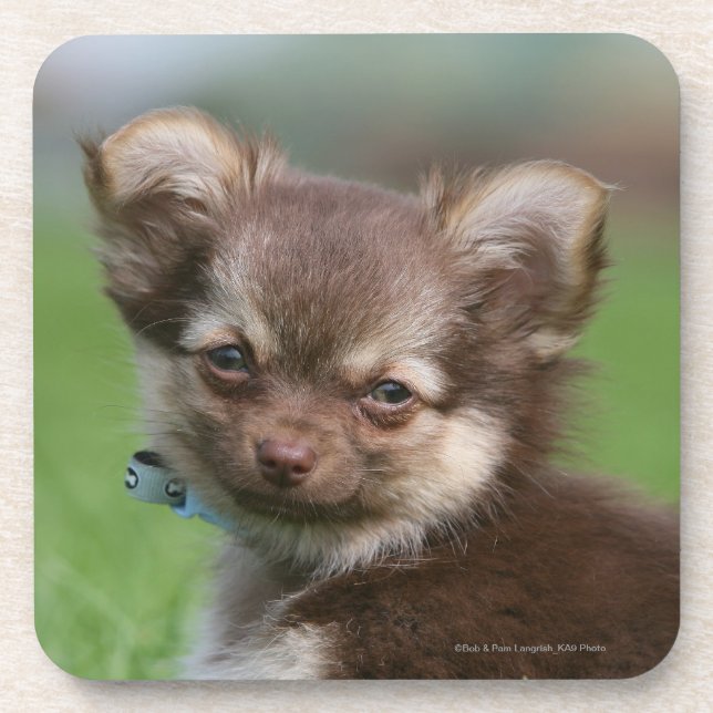 Langhaariger Chihuahua-Welpe, der Kamera Untersetzer (Vorderseite)