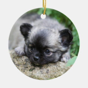 Langhaariger Chihuahua-Welpe Keramikornament