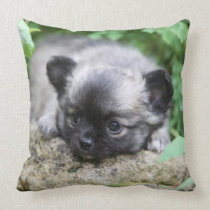 Langhaariger Chihuahua-Welpe Kissen