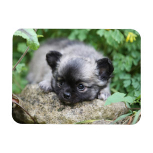 Langhaariger Chihuahua-Welpe Magnet