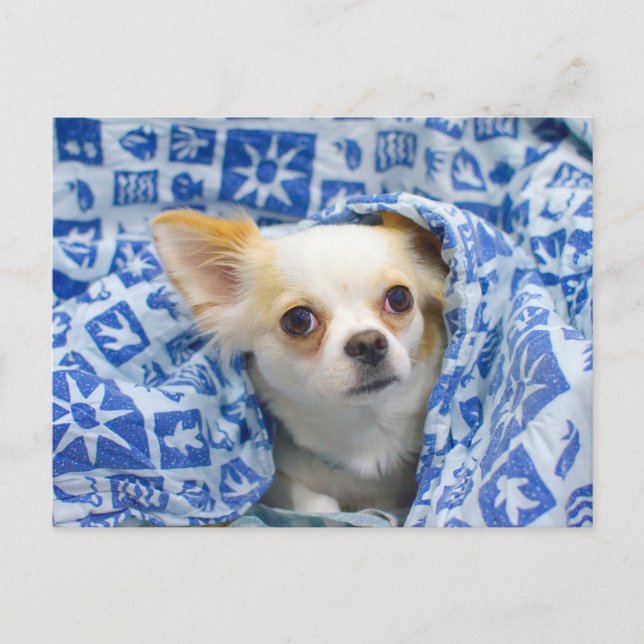 Langhaariger Chihuahua-Welpe Postkarte (Vorderseite)