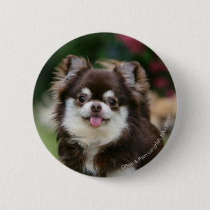 Langhaariger ChihuahuaHeadshot 1 Button