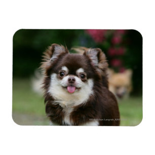Langhaariger ChihuahuaHeadshot 1 Magnet