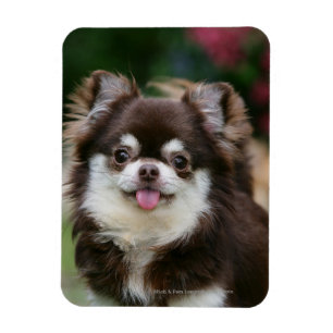 Langhaariger ChihuahuaHeadshot 1 Magnet