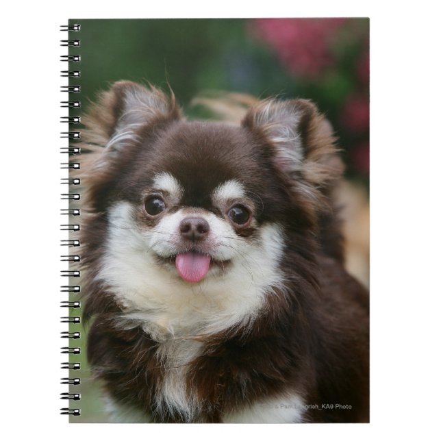Langhaariger ChihuahuaHeadshot 1 Notizblock (Vorderseite)