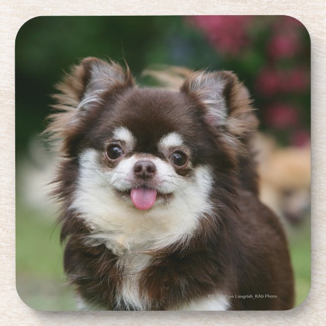 Langhaariger ChihuahuaHeadshot 1 Untersetzer (Vorderseite)