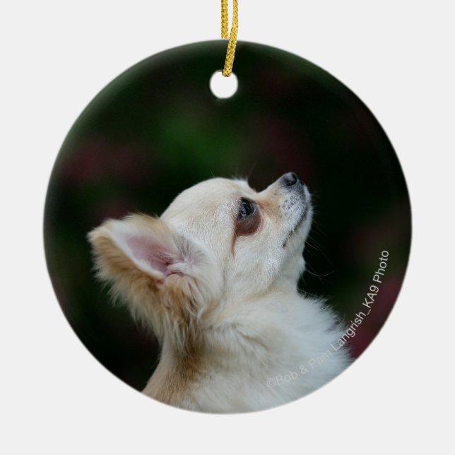 Langhaariger ChihuahuaHeadshot 2 Keramik Ornament (Vorne)