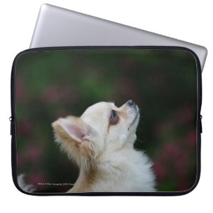 Langhaariger ChihuahuaHeadshot 2 Laptopschutzhülle