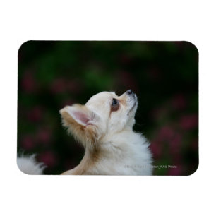 Langhaariger ChihuahuaHeadshot 2 Magnet