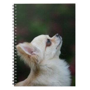 Langhaariger ChihuahuaHeadshot 2 Notizblock